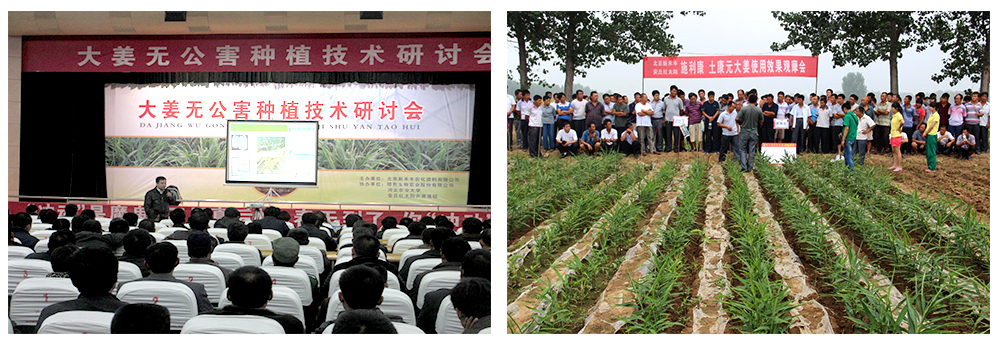 領(lǐng)先生物運用生物技術(shù)消滅“毒大姜”育出健康大姜 領(lǐng)先生物運用生物技術(shù)消滅“毒大姜”育出健康大姜