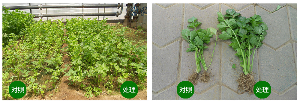 領(lǐng)先生物海葆素讓作物“吃”上深海新營(yíng)養(yǎng) 領(lǐng)先生物海葆素讓作物“吃”上深海新營(yíng)養(yǎng)