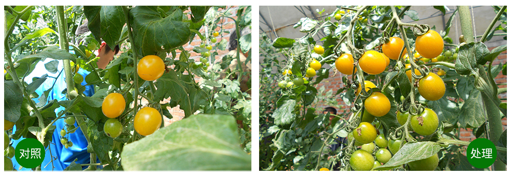 領(lǐng)先生物海葆素讓作物“吃”上深海新營(yíng)養(yǎng) 領(lǐng)先生物海葆素讓作物“吃”上深海新營(yíng)養(yǎng)