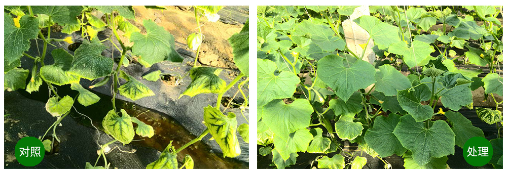 領(lǐng)先生物海葆素讓作物“吃”上深海新營(yíng)養(yǎng) 領(lǐng)先生物海葆素讓作物“吃”上深海新營(yíng)養(yǎng)