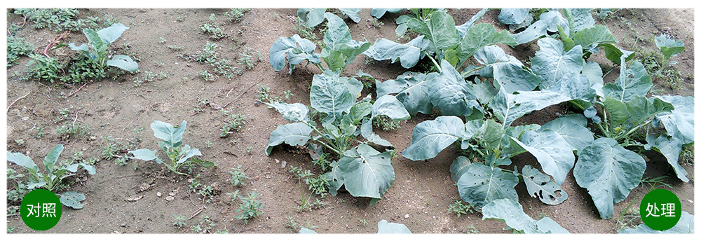 柯加力大量元素水溶肥應用案例 柯加力大量元素水溶肥應用案例